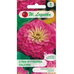 Zinnia Illumination - rosa