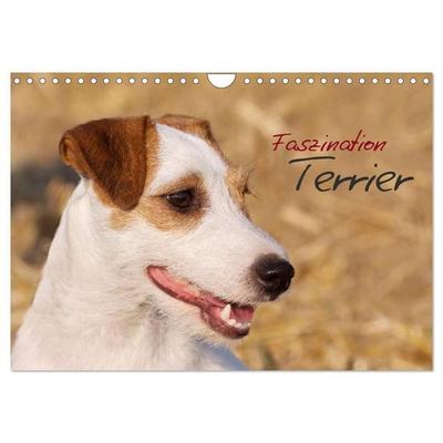 Faszination Terrier (Wandkalender 2027 DIN A4 quer), CALVENDO Monatskalender