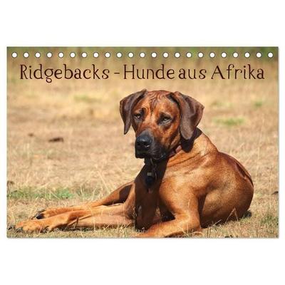 Ridgebacks - Hunde aus Afrika (Tischkalender 2027 DIN A5 quer), CALVENDO Monatskalender