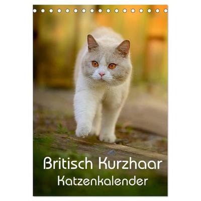 Britisch Kurzhaar Katzenkalender (Tischkalender 2027 DIN A5 hoch), CALVENDO Monatskalender