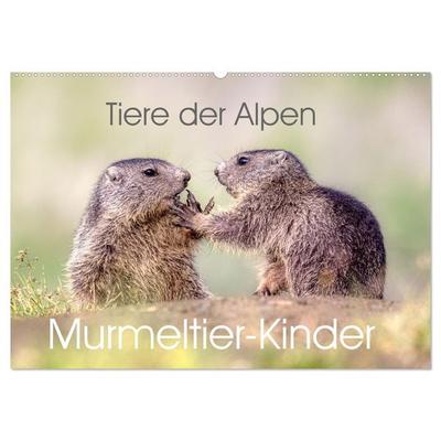 Tiere der Alpen - Murmeltier-Kinder (Wandkalender 2026 DIN A2 quer), CALVENDO Monatskalender
