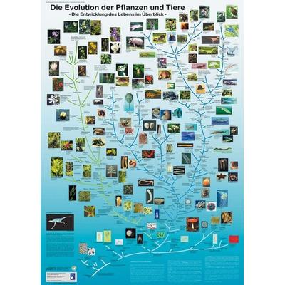 Die Evolution der Pflanzen und Tiere, Sonstige von Rainer Willmann, Planet Poster Editions, 978-3-933922-42-7