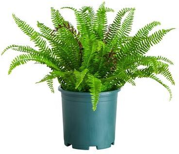 Nearly Natural 23-in UV Resistant Artificial Boston Fern Plant (Indoor/Outdoor) - Green