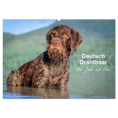 Deutsch Drahthaar - Ein Jahr mit Max (Wandkalender 2026 DIN A2 quer), CALVENDO Monatskalender