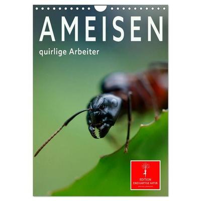 Ameisen quirlige Arbeiter (Wandkalender 2027 DIN A4 hoch), CALVENDO Monatskalender
