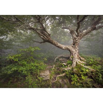Fototapete PAPERMOON "Gruseliger Wald", bunt, B:2m L:1,49m, Vlies, Tapeten