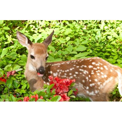 Fototapete PAPERMOON "BABY ROTHIRSCH-KALB TIER ROTWILD WALD BLUMEN NATUR", bunt, B:4,5m L:2,8m, Vlies, Tapeten