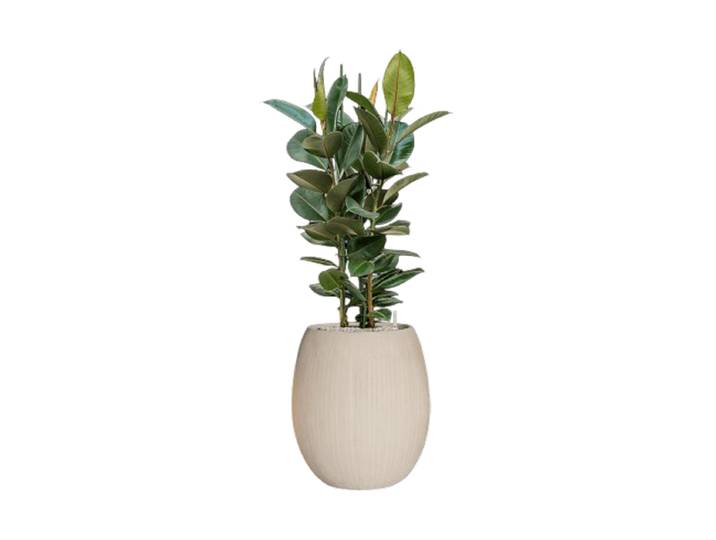 Pflanzen Arrangement „Ficus elastica 'Robusta' Polystone Coated Plain“ Baq Design
