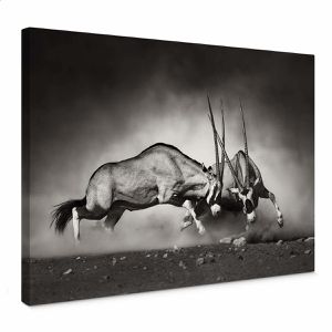 AS-Creation Wandbild Antilopen Duell, Leinwand, Querformat, 70 x 50 cm