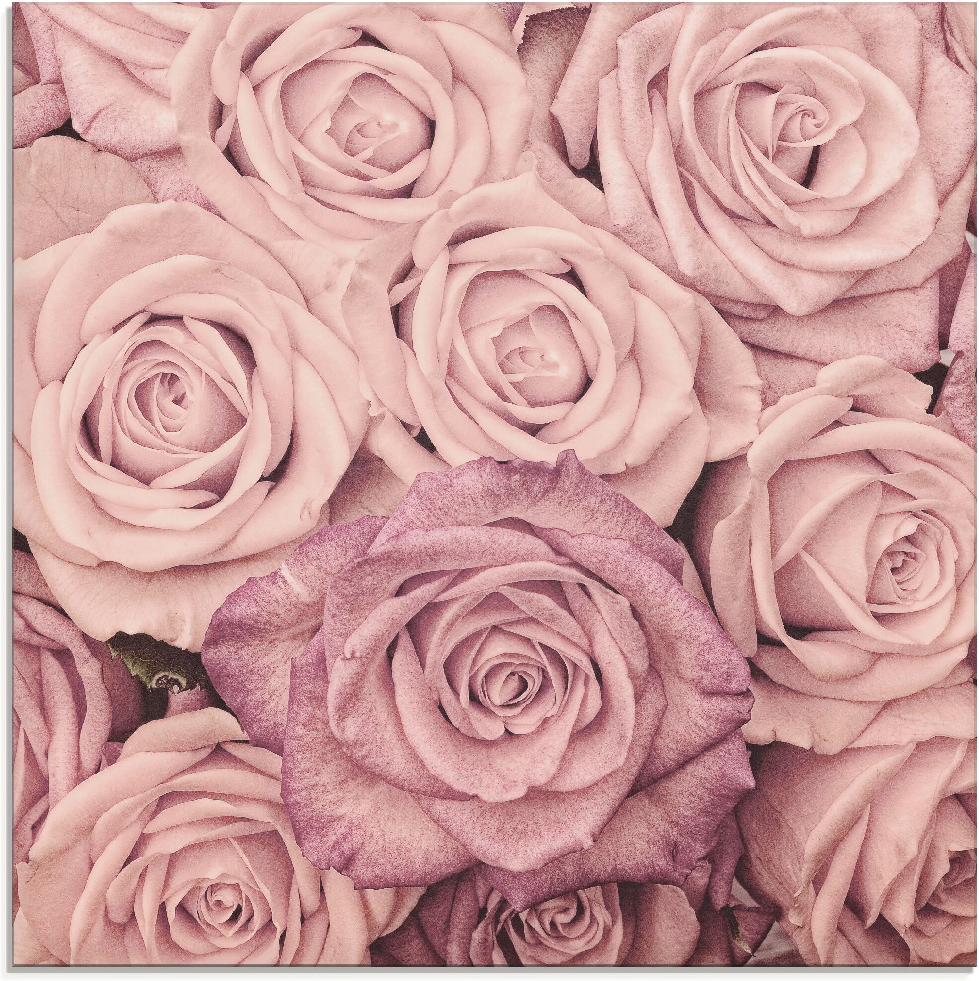 Glasbild ARTLAND "Rosen", pink (farbe bild(er): pink), B:50cm H:50cm, Bilder, Glasbild, in verschiedenen Grössen farbe bild(er): pink B/H/T: 50cm x 50cm, Glasbild Blumen quadratisch, 1 Stk.