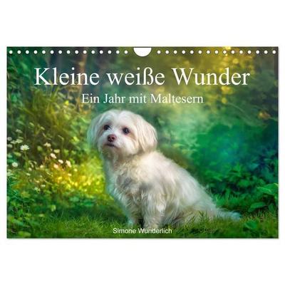 Kleine weiße Wunder - ein Jahr mit Maltesern (Wandkalender 2027 DIN A4 quer), CALVENDO Monatskalender