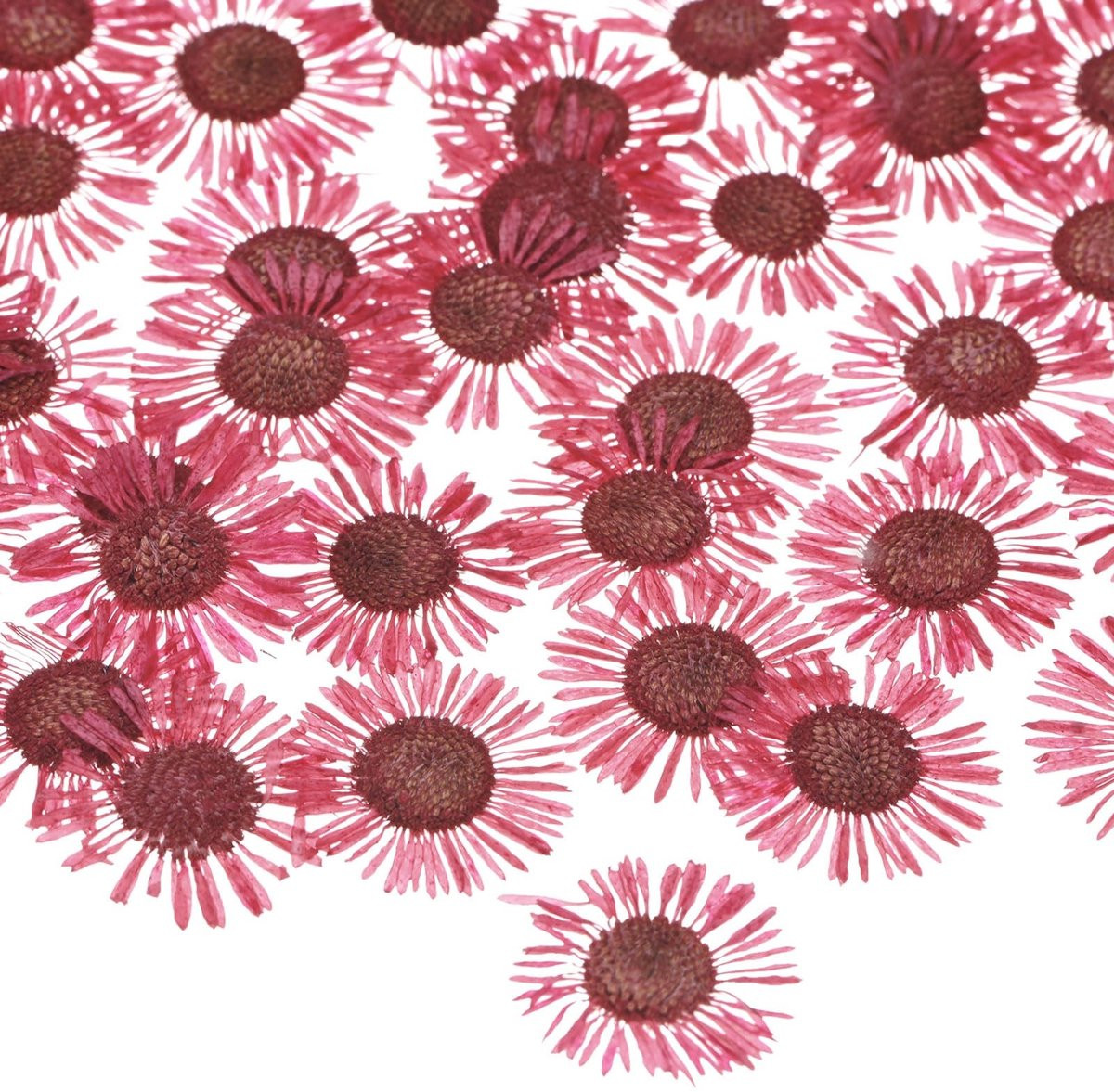 Dailygoods M Meterxity 12 stuks gedroogde geperste bloemen voor ambachten en epoxyhars - Rood
