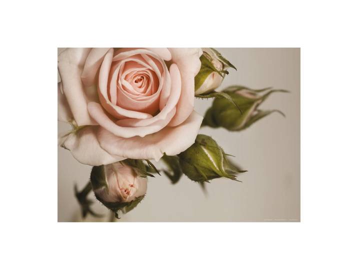 Pink Rose\, Photo Murale Intissée\, 155x110 Cm\, 1 Part