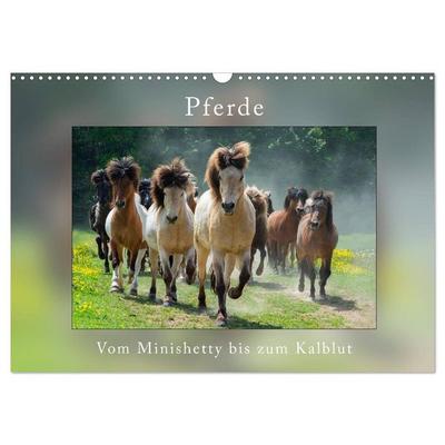 Pferde Vom Minishetty bis zum Kaltblut (Wandkalender 2026 DIN A3 quer), CALVENDO Monatskalender