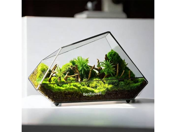Terrarium en verre géométrique écologique pour micro-écologies de forêt tropicale, avec mousse et fougères, pour table, vase en verre, récipient, serre de table