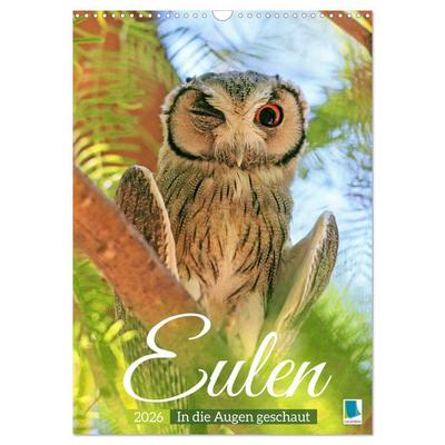Eulen: In die Augen geschaut (Wandkalender 2026 DIN A3 hoch), CALVENDO Monatskalender