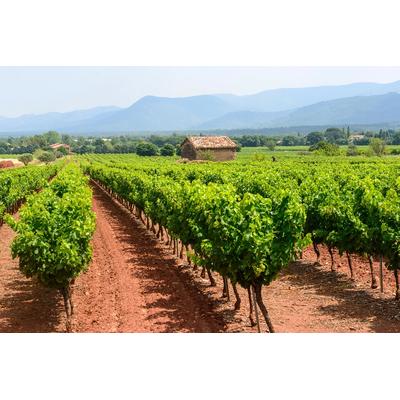 Fototapete PAPERMOON "Plantage", bunt, B:3,5m L:2,6m, Vlies, Tapeten