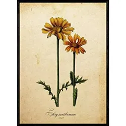 POSTER Chrysantemum. A4 Schwarzer Rahmen