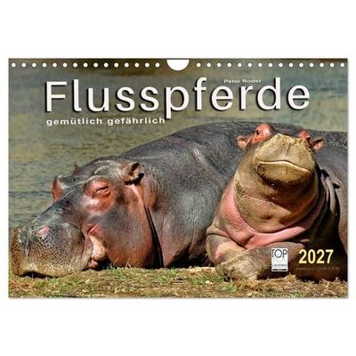 Flusspferde - gemütlich gefährlich (Wandkalender 2027 DIN A4 quer), CALVENDO Monatskalender