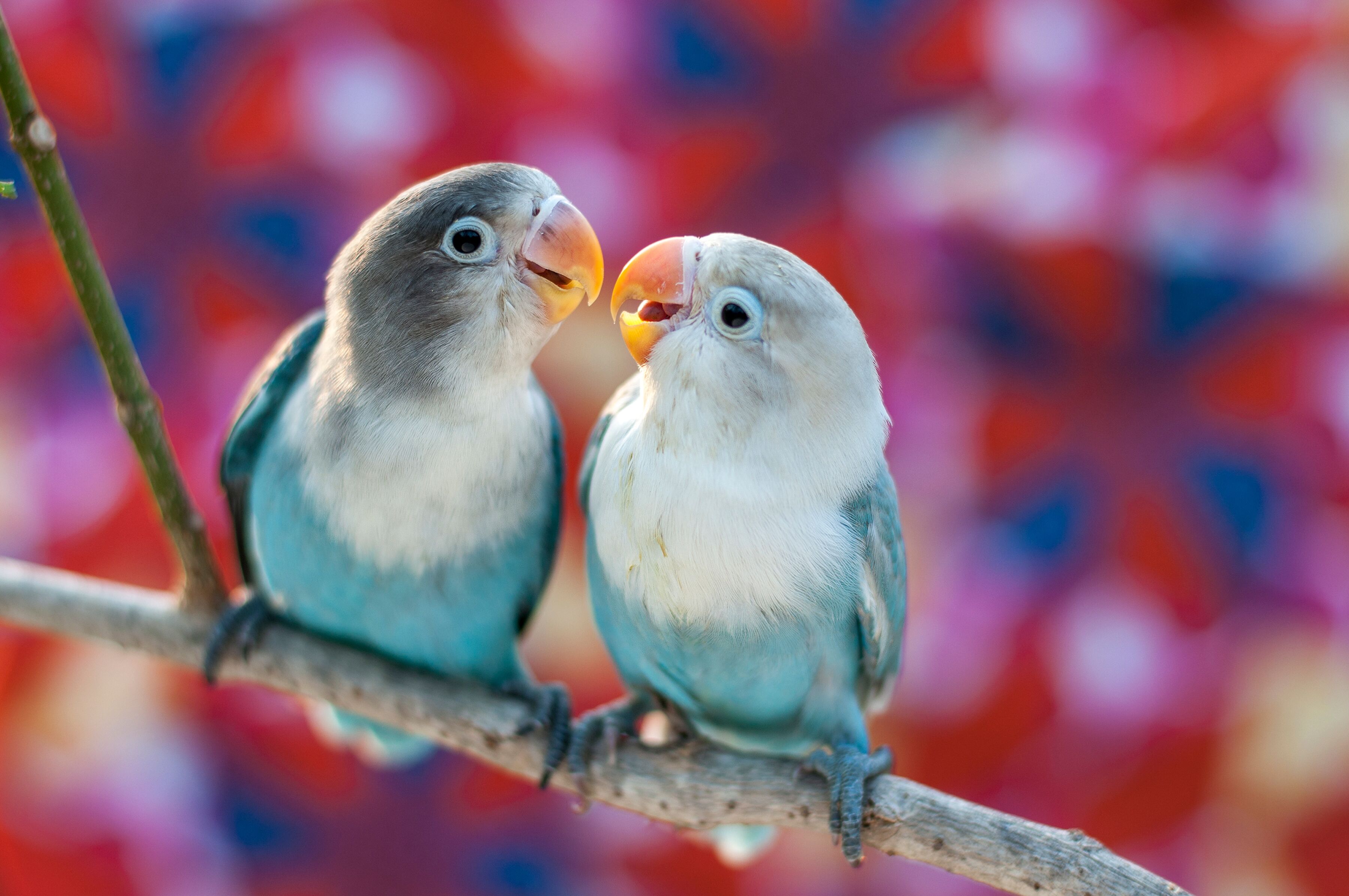 Papermoon "Love Birds" glatt bunt B/L: 2m x 1,49m, Bahnen: 4 Stk.