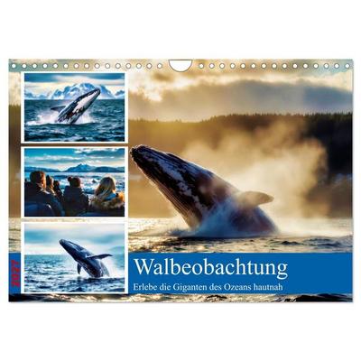 Whale Watching (Wandkalender 2027 DIN A4 quer), CALVENDO Monatskalender