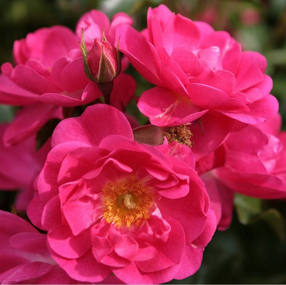 Kordes Rigo-roos Rosa Neon