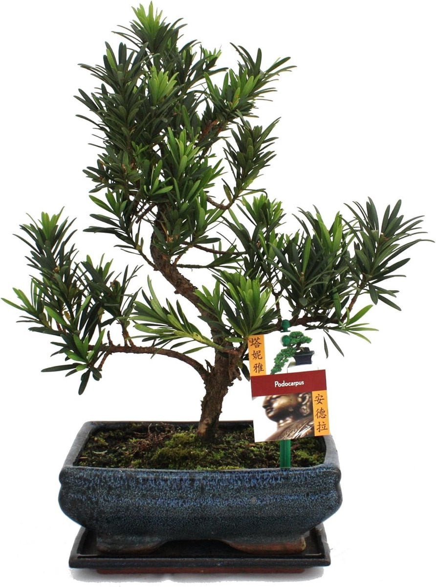 Bonsai Podocarpus Macrophyllus Steenrasp