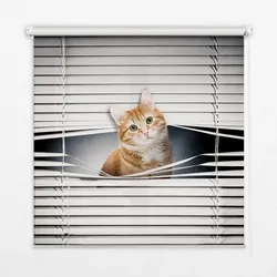 INNENROLLO - Fensterrollo - Rollo - 90x140 cm - Ingwerkatze