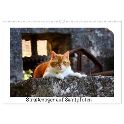 Straßentiger auf Samtpfoten (Wandkalender 2027 DIN A3 quer), CALVENDO Monatskalender