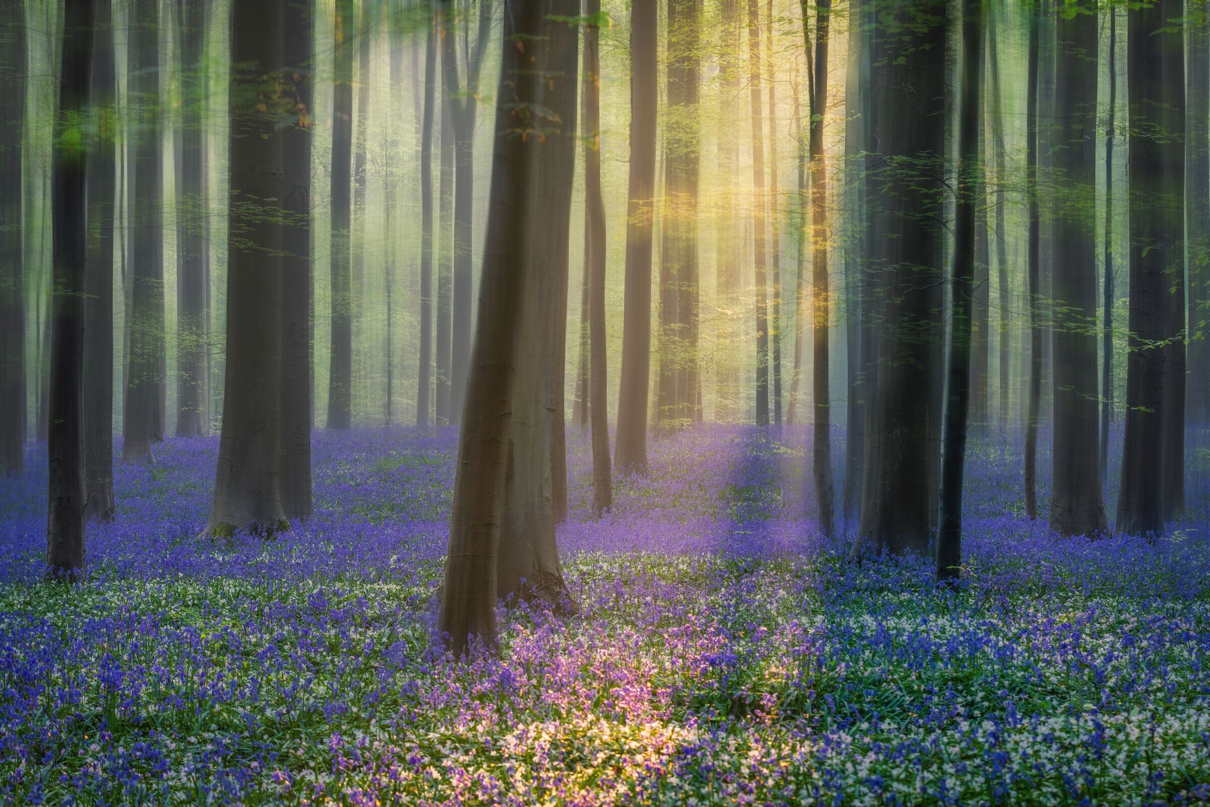 Fototapete PAPERMOON "Photo-Art ADRIAN POPAN, TAGTRÄUME VON BLUEBELLS", bunt, B:5m L:2,8m, Vlies, Tapeten, Fototapete bunt B/L: 5m x 2,8m, Bahnen: 10 Stk.
