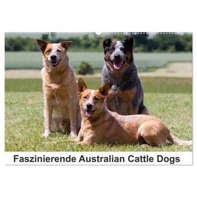 Faszinierende Australian Cattle Dogs (Wandkalender 2027 DIN A2 quer), CALVENDO Monatskalender