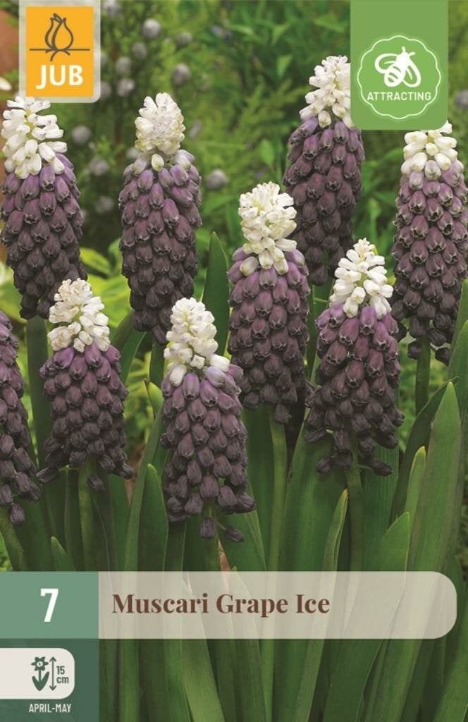 JUB Muscari Grape Ice 7 bloembollen