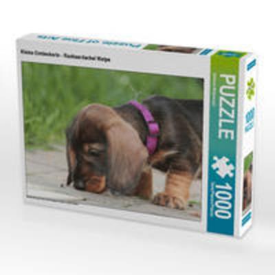 CALVENDO Puzzle Kleine Entdeckerin - Rauhaardackel Welpe 1000 Teile Lege-Größe 64 x 48 cm Foto-Puzzle Bild von Barbara Mielewczyk