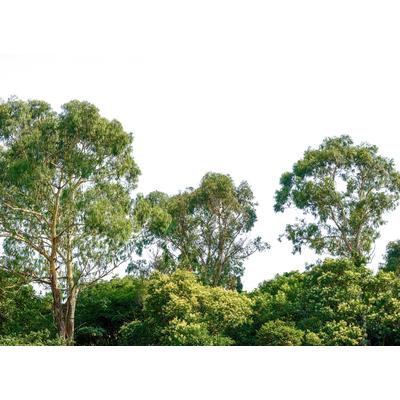 Fototapete LIVING WALLS "Designwalls Treetop", grün (grün, creme), B:3,5m L:2,55m, Vlies, Tapeten, Vlies, Wand, Schräge, Decke