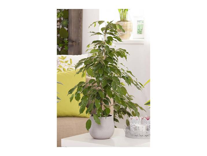 Qualité & Prix Birken-Feige Ficus benjamina ⌀ 17 cm