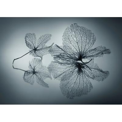 Fototapete PAPERMOON "Photo-Art SHIHYA KOWATARI, EIGNERISCHE SCHÖNHEIT", bunt, B:3,5m L:2,6m, Vlies, Tapeten