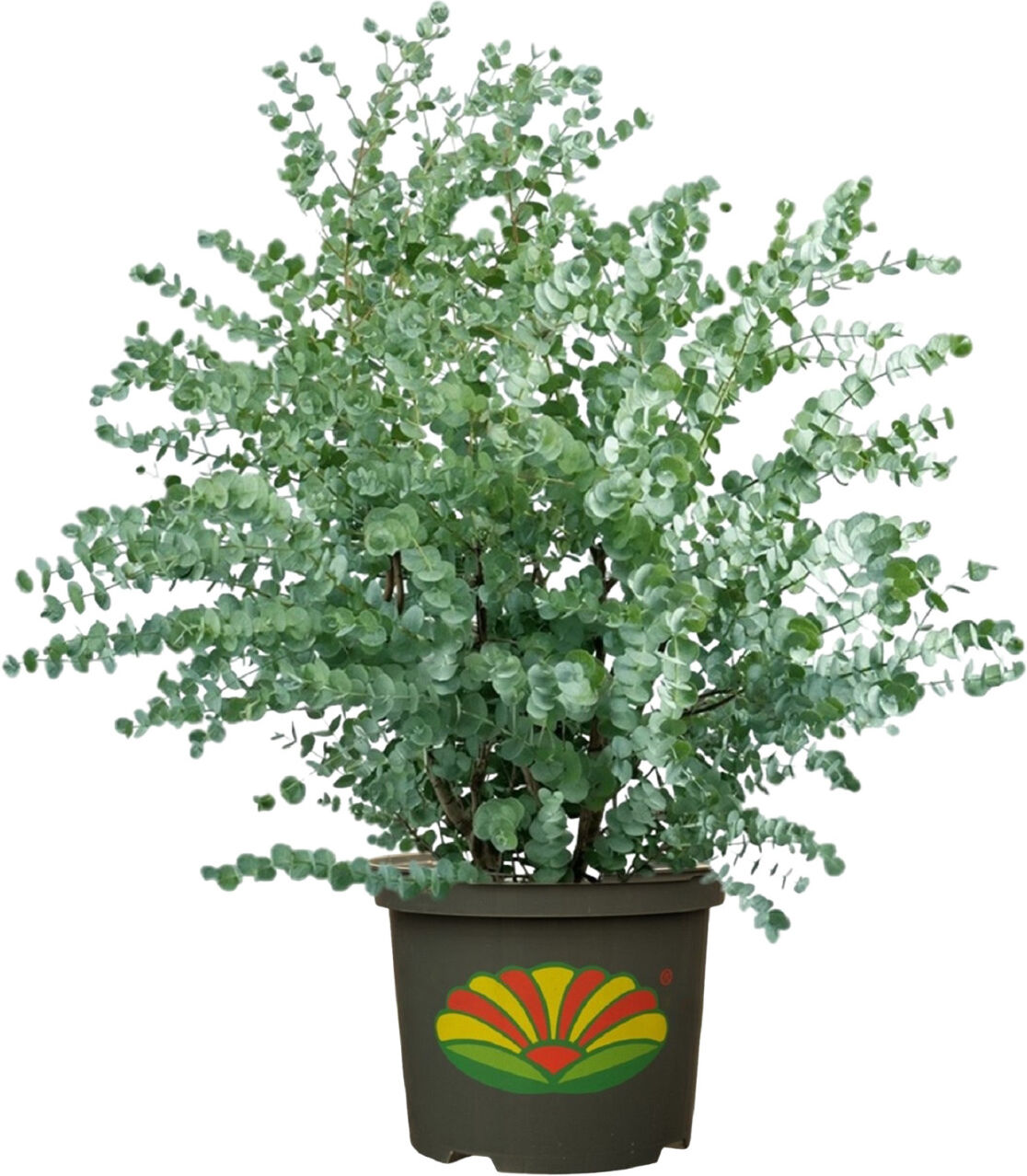 Pflanzen Eukalyptus Silver Dollar 5 L Container