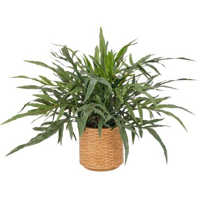 Kunstpflanze CREATIV GREEN "Farn Phlebodium aureum", grün, B:65cm H:55cm Ø:65cm, Obermaterial: 100% Kunststoff, Kunstpflanzen, Kunstpflanze, mit naturgetreuen Farnwedeln