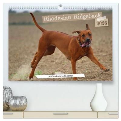 Rhodesian Ridgeback - Ausdrucksstarke Gesichter (hochwertiger Premium Wandkalender 2026 DIN A2 quer), Kunstdruck in Hochglanz