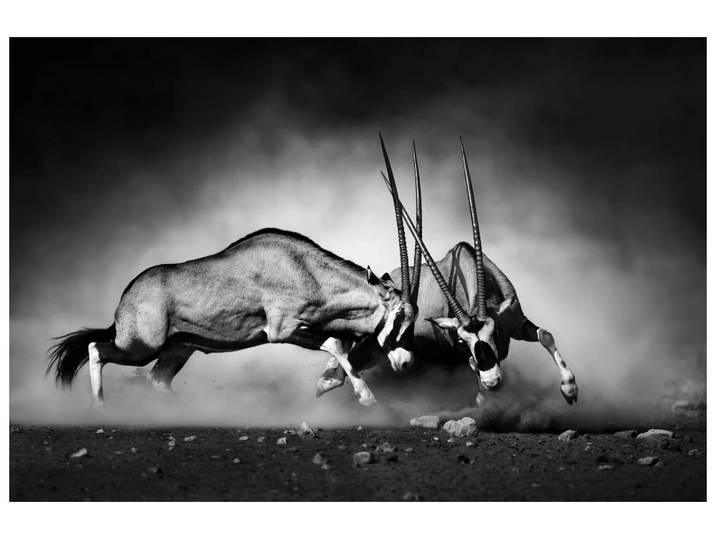 Canvas 2 Kämpfende Oryx image LAND