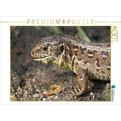 CALVENDO Puzzle Ein Motiv aus dem Kalender Zauneidechsen (Lacerta agilis) | 1000 Teile Lege-Größe 64x48cm Foto-Puzzle für glückliche Stunden