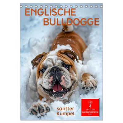 Englische Bulldogge - sanfter Kumpel (Tischkalender 2027 DIN A5 hoch), CALVENDO Monatskalender
