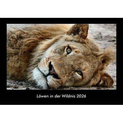 Löwen in der Wildnis 2026 Fotokalender DIN A3