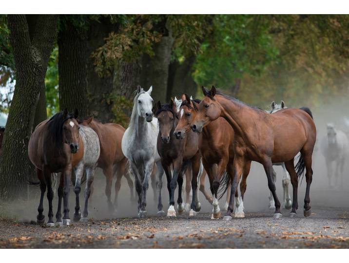 Papermoon ARABISCHE PFERDE