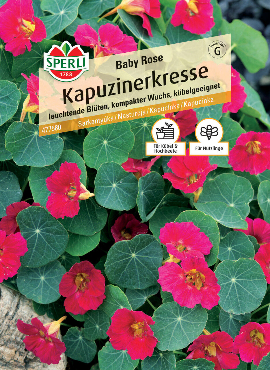 Sperli Kapuzinerkresse Baby Rose
