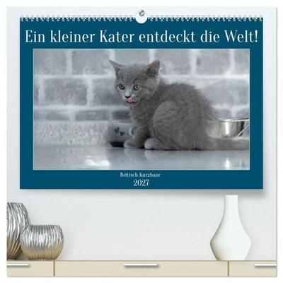 Ein kleiner Kater entdeckt die Welt! (hochwertiger Premium Wandkalender 2027 DIN A2 quer), Kunstdruck in Hochglanz