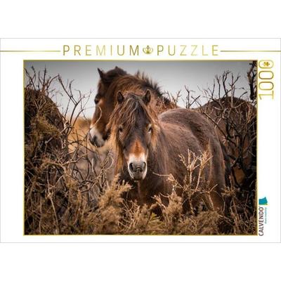 CALVENDO Puzzle Wildes, rauhes Pferdeleben | 1000 Teile Lege-Größe 64x48cm Foto-Puzzle für glückliche Stunden