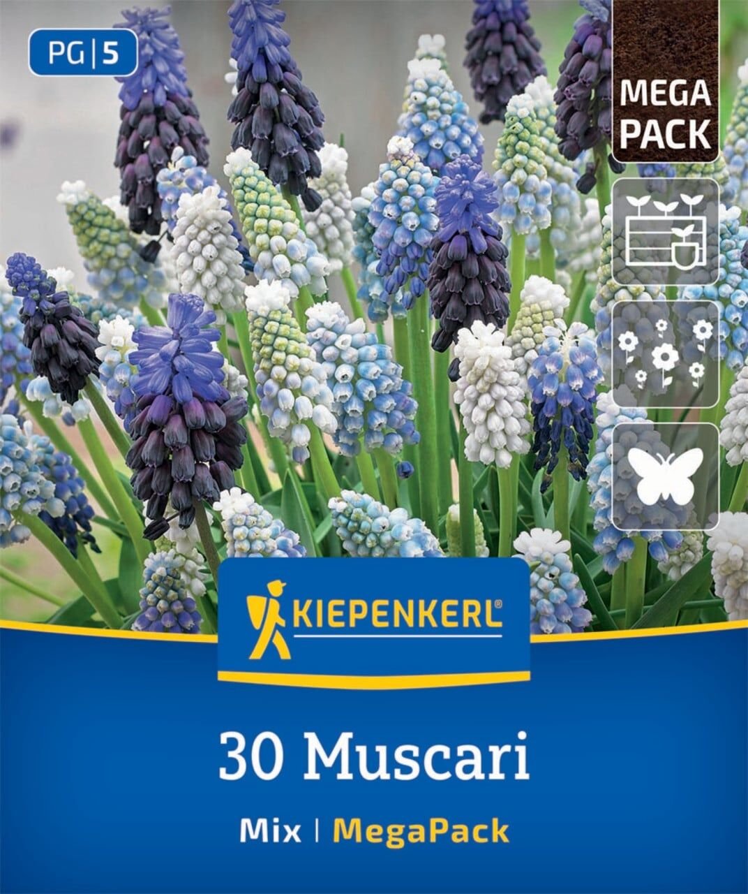 Kiepenkerl Herbstblumenzwiebel Hyazinthen Muscari Mischung 30 Stück
