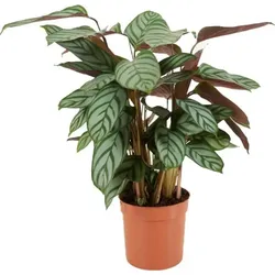 Calathea Setosa d12