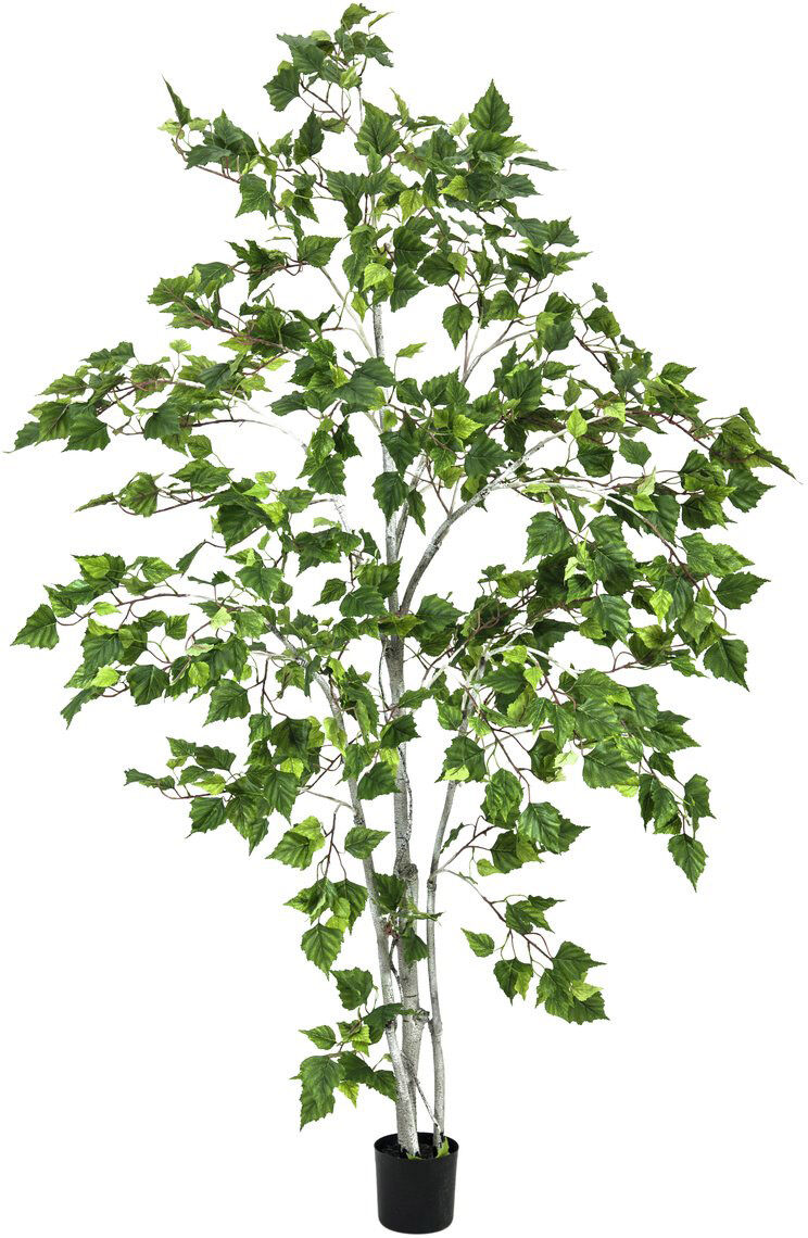Europalms Birkenbaum, 180cm
